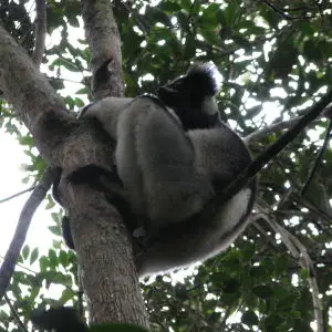 Indri, Analamazaotra Reserve