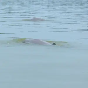 Irrawaddy Dolphins (Orcaella brevirostris)