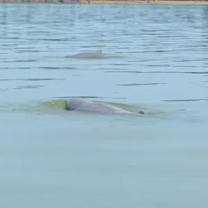 Irrawaddy Dolphins (Orcaella brevirostris)