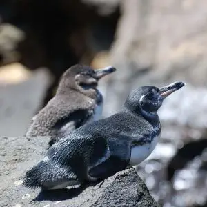 Isabela 1: Galápagos Penguin 8
