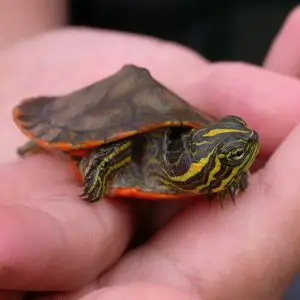 Alabama Red-Bellied Turtle photo