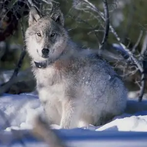 Northwestern Wolf photo