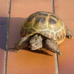 Russian Tortoise photo