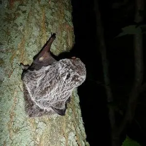 Hoary Bat photo