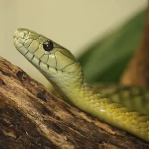 Jameson's Mamba photo