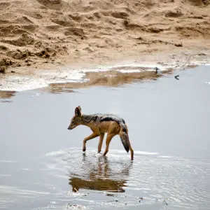 Jackal