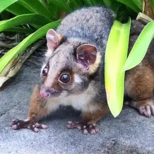 Jan 3: Ringtail Possum
