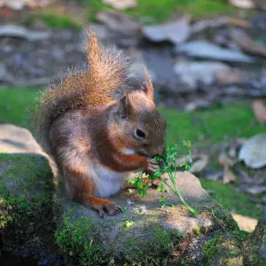 ニホンリス（Japanese Squirrel）