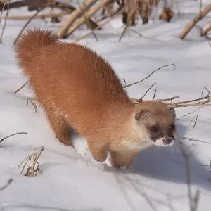 japanese  weasel ニホンイタチ