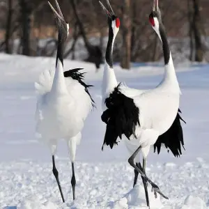 Red-Crowned Crane photo