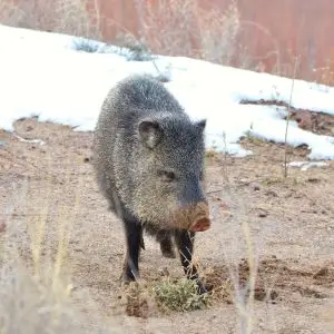 Javelina aka Collared Peccary
