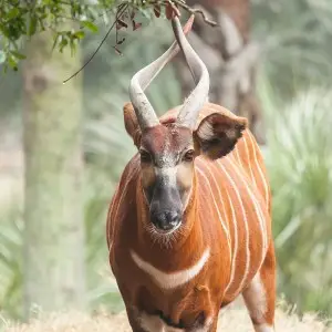 Bongo Antelope - Facts, Diet, Habitat & Pictures on 