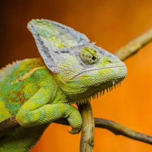 Jemenchamäleon - Yemen chameleon