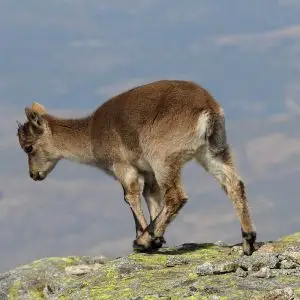 Spanish Ibex photo
