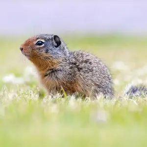 Columbian Ground Squirrel photo