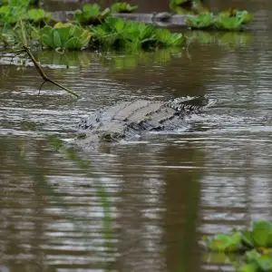 Nile Crocodile photo
