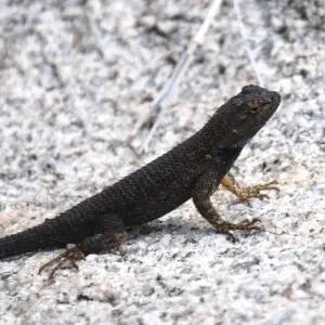 Great Basin fence lizard (Sceloporus occidentalis longipes)in Joshua Tree National Park: Rattlesnake Canyon