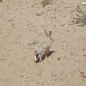 Cape Hare photo