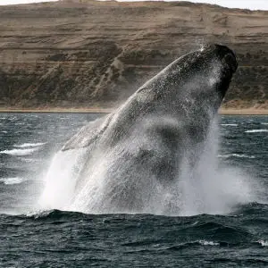 Jumping Whale