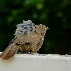 The jungle babbler (Turdoides striata) is a member of the Leiothrichidae family found in the Indian subcontinent.