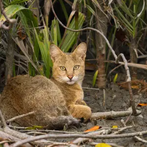 Jungle Cat photo