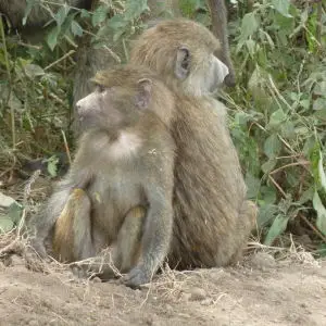 Juvenile Baboons