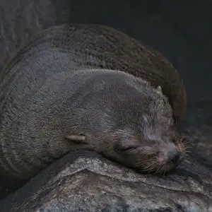 Juvenile Galapagos Fur Seal