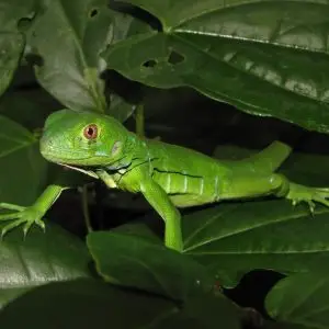 juvenile green iguana on leaves