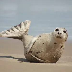 Juvenile Harp Seal