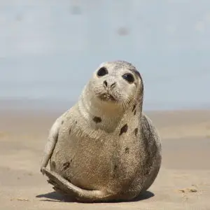 Juvenile Harp Seal
