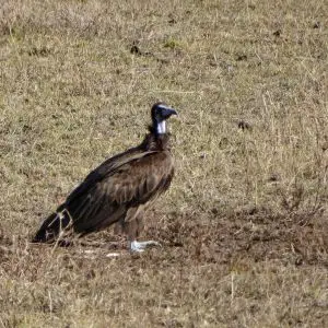 Juvenile hooded vulture