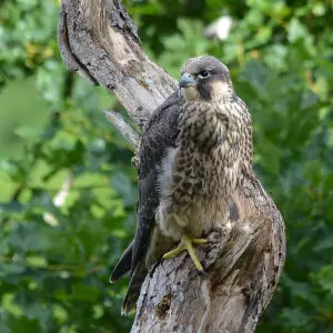 Juvenile Peregrine falcon
