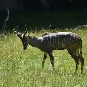 Lesser Kudu photo