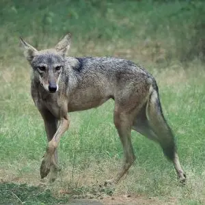Indian Wolf photo