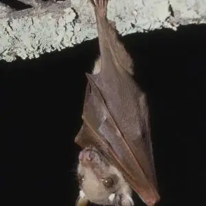 Wahlberg's Epauletted Fruit Bat photo