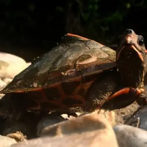 Photo of the Assam Roof Turtle Kachuga sylhetensis (Syn. Pangshura sylhetensis) taken at Pakke Tiger Reserve by Nandini Velho and released under the below mentioned license
