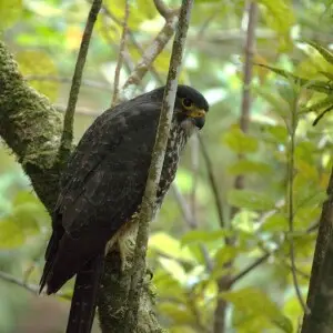 falcon resting on a branch