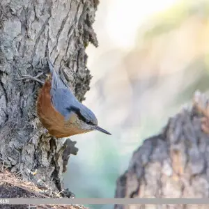 Kashmir Nuthatch (Sitta cashmirensis) captured at Gol National Park, Chitral, KPK, Pakistan with Canon EOS 7D Mark II