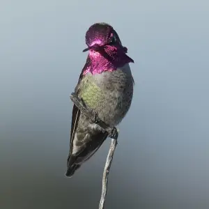 Anna's Hummingbird photo