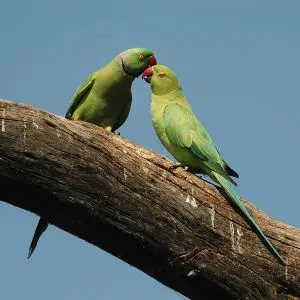 Rose-Ringed Parakeet photo