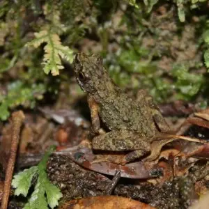 These were quite common and calling noisily from vegetation next to, or overhanging, a forest stream within Kinabalu National Park, at approximately 1585m above sea level.