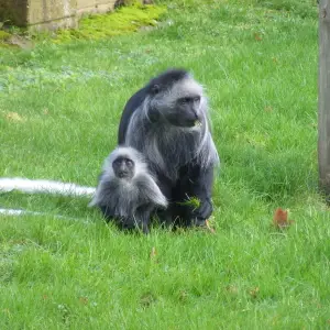 King colobus monkeys