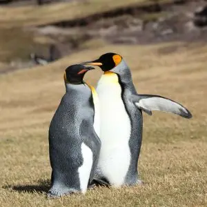 King Penguins on Saunders Island