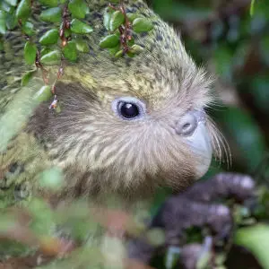 Kākāpō
