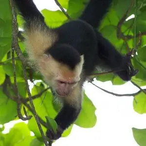 Panamanian White-Faced Capuchin photo