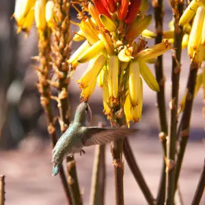 Costa's Hummingbird Calypte costae, female, at the Sonora Desert Museum, Tucson, Arizona, USA
