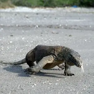Komodo Dragon