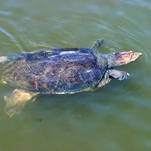 Florida Softshell Turtle photo