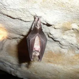 Greater Horseshoe Bat photo