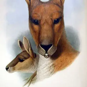 Kangourou antilope